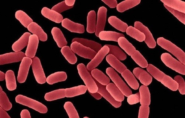 Bacillus Subtilis-KHÔNG LO loạn khuẩn đường ruột